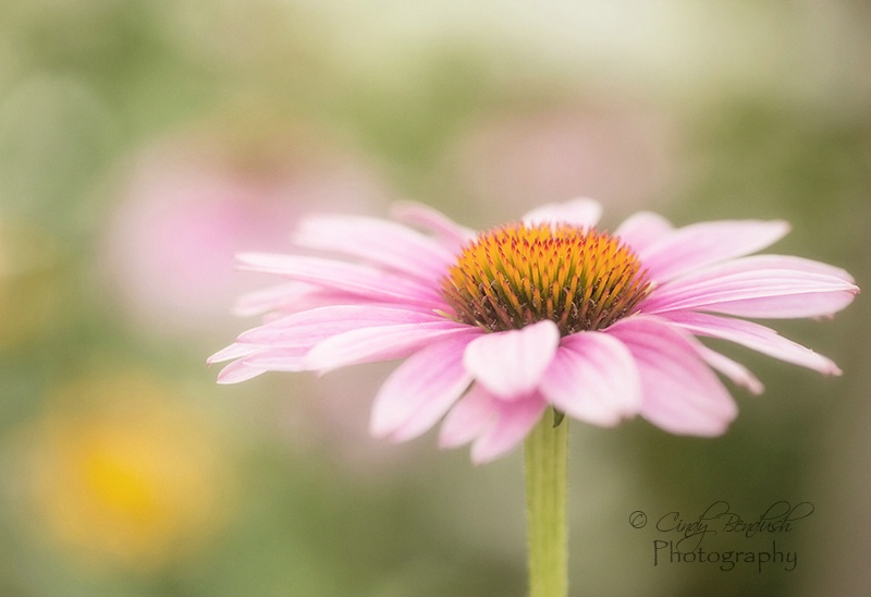 Coneflower