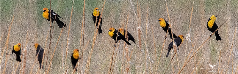 Yellow-headed Blackbirds - ID: 14071242 © Leslie J. Morris