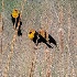 © Leslie J. Morris PhotoID # 14071242: Yellow-headed Blackbirds