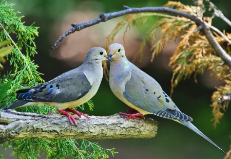 Mourning Dove's-courting