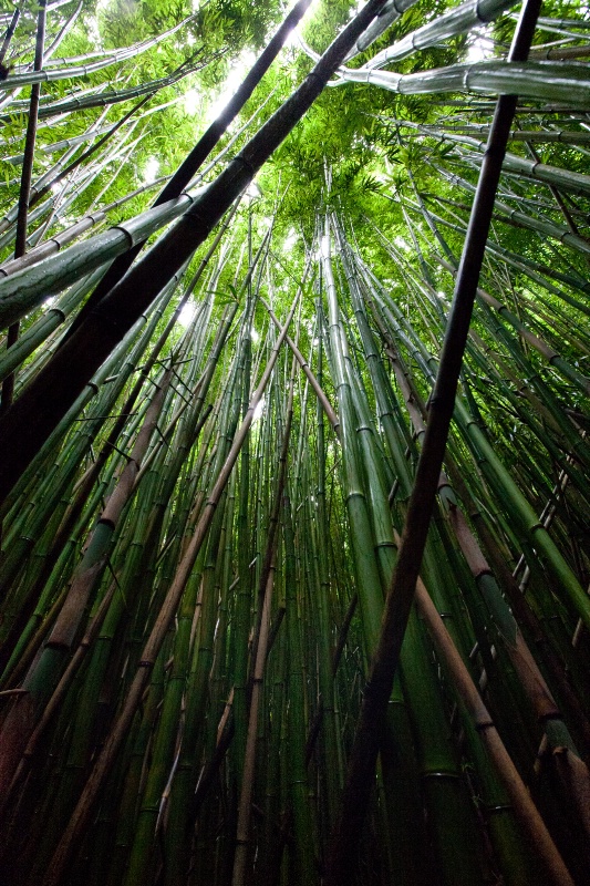 black bamboo