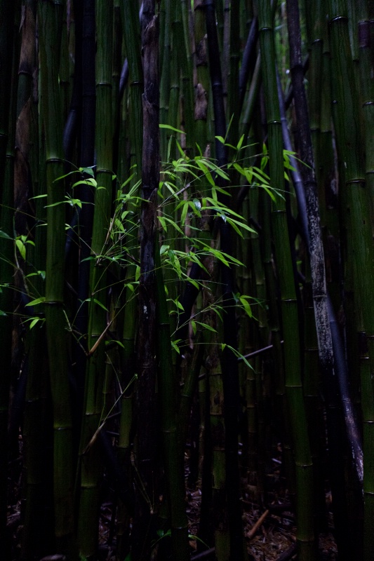 black bamboo forest