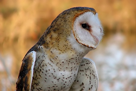 barn owl