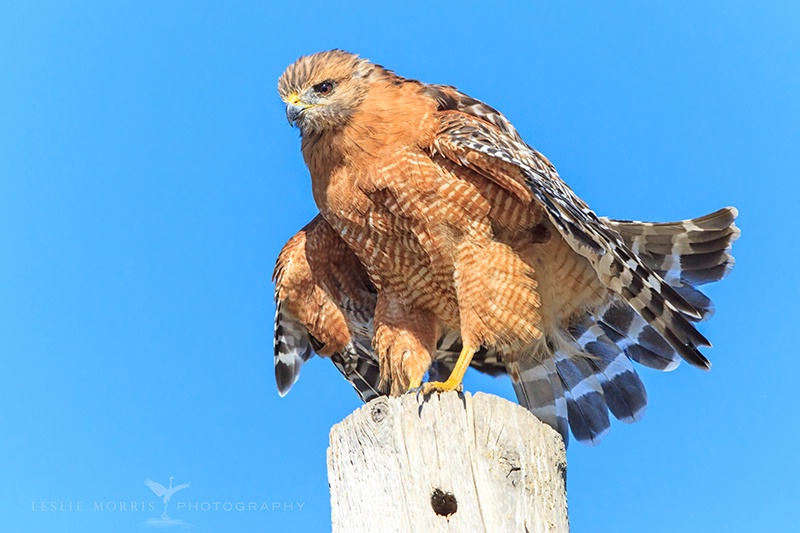Preening Red Shouldered Hawk - ID: 14074204 © Leslie J. Morris