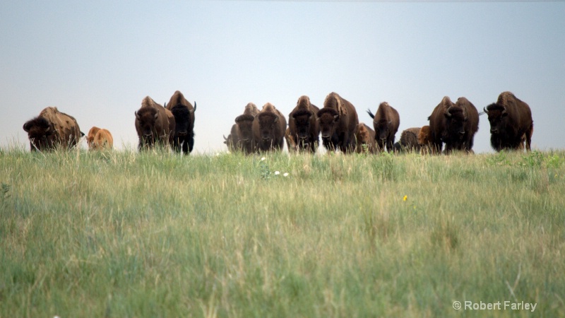 buffalo herd appoaching
