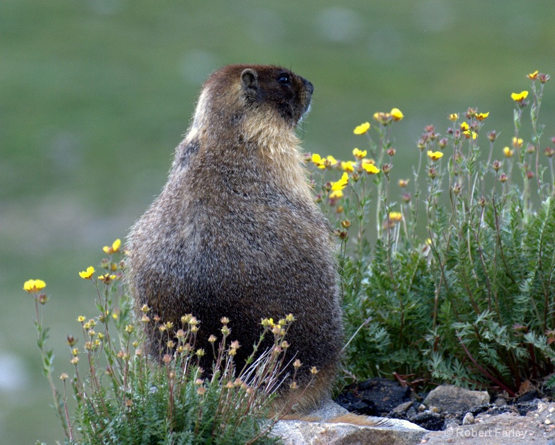 marmot and flowers