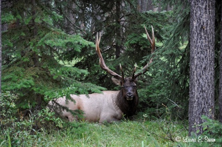 Bull Elk