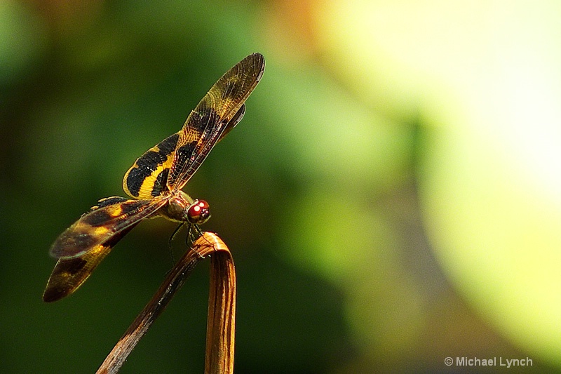 Dragonfly: Okinawa Cho-tombo