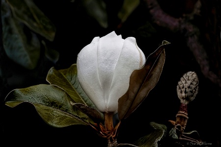 Magnolia Now and... Then