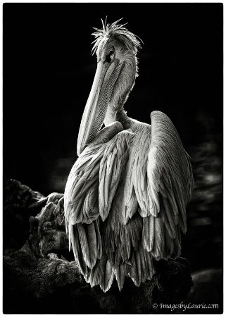 Posing Pelican