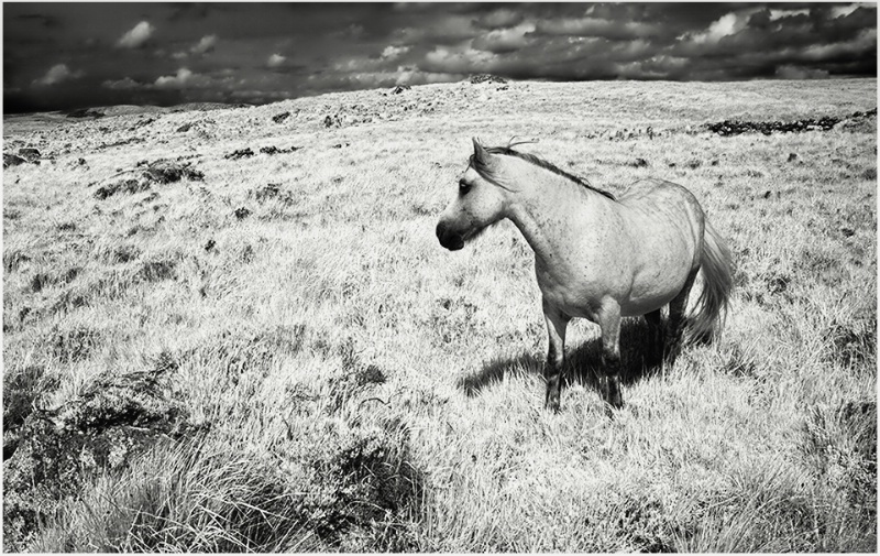 Wild Horse in Connemara - ID: 14075607 © Glenn Affleck