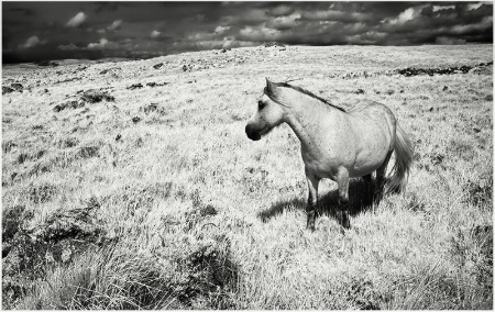 Wild Horse in Connemara