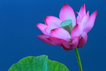 Pink Lotus