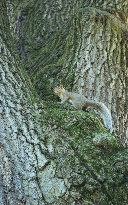 Squirrel and Tree