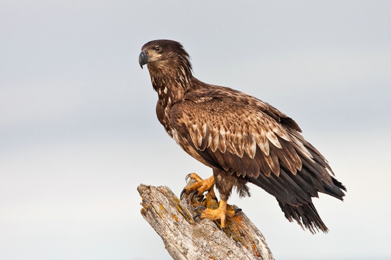 Juvenile Bald Eagle