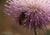 Honey bug