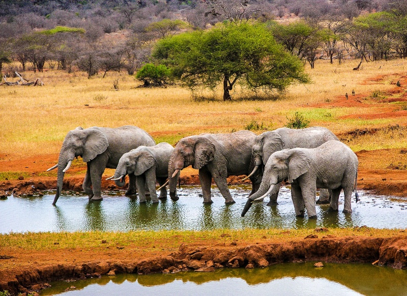 Watering Hole