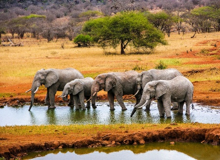 Watering Hole