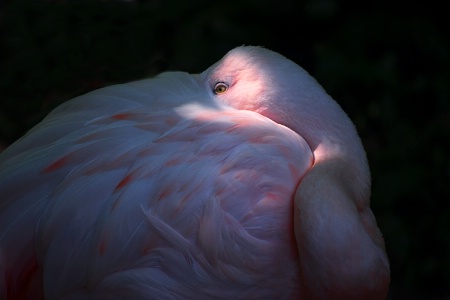 Roger Willam Park Zoo