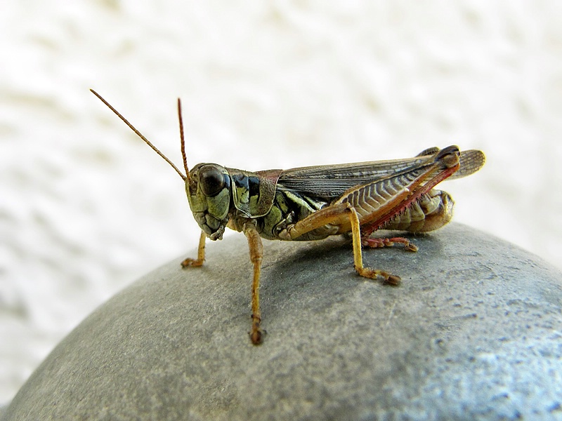 A Little Grasshopper