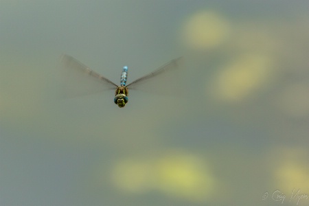 Blue-eyed Darner