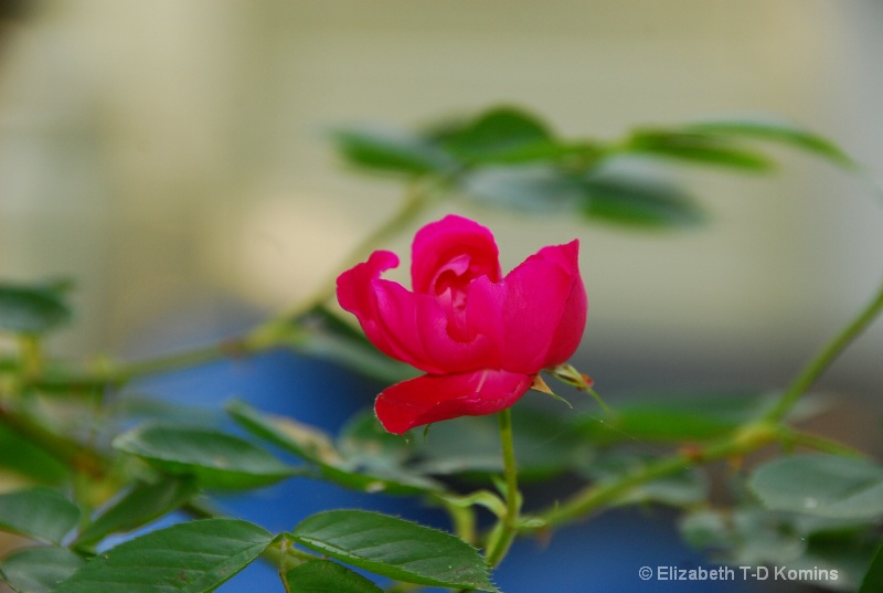 Delicate Garden Rose