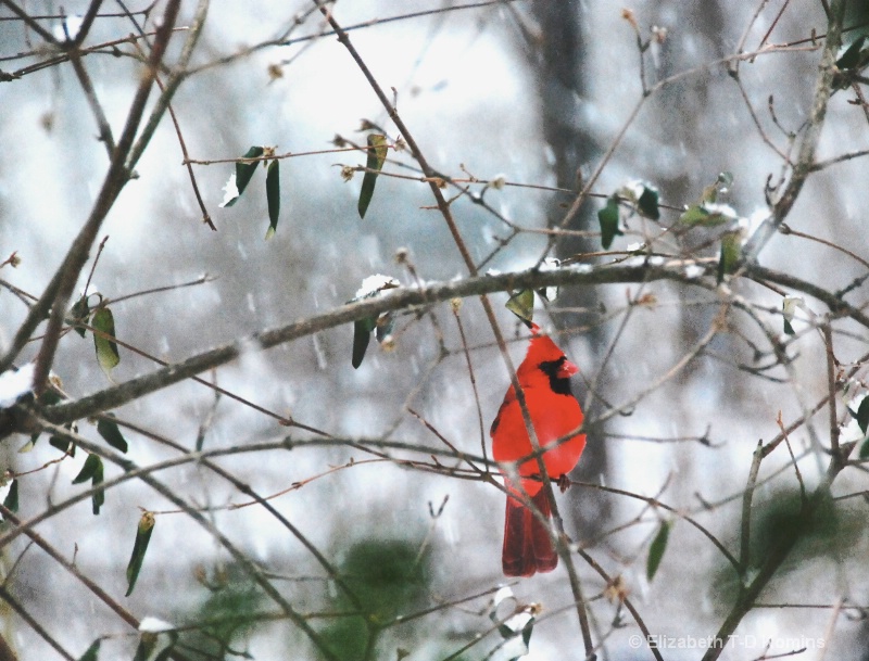 Snowy Day Cardinal
