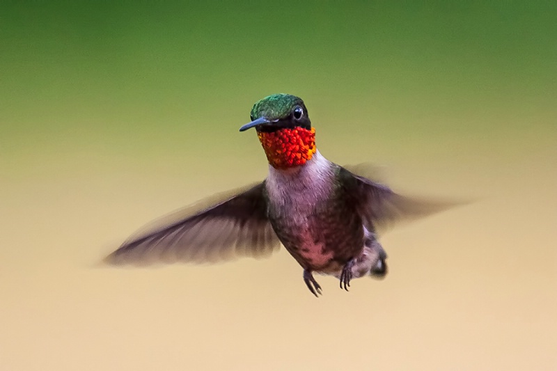Hummingbird Hover