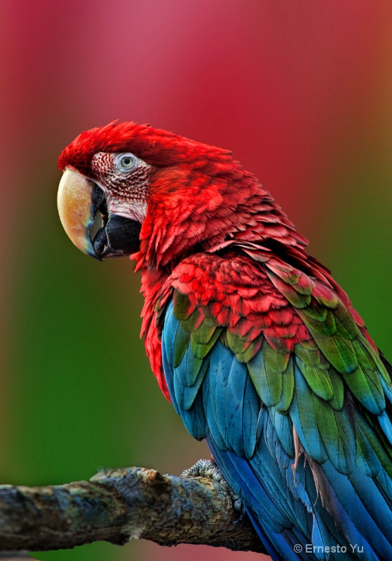 Parrot Pose