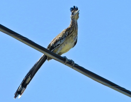 Great Roadrunner high on wire
