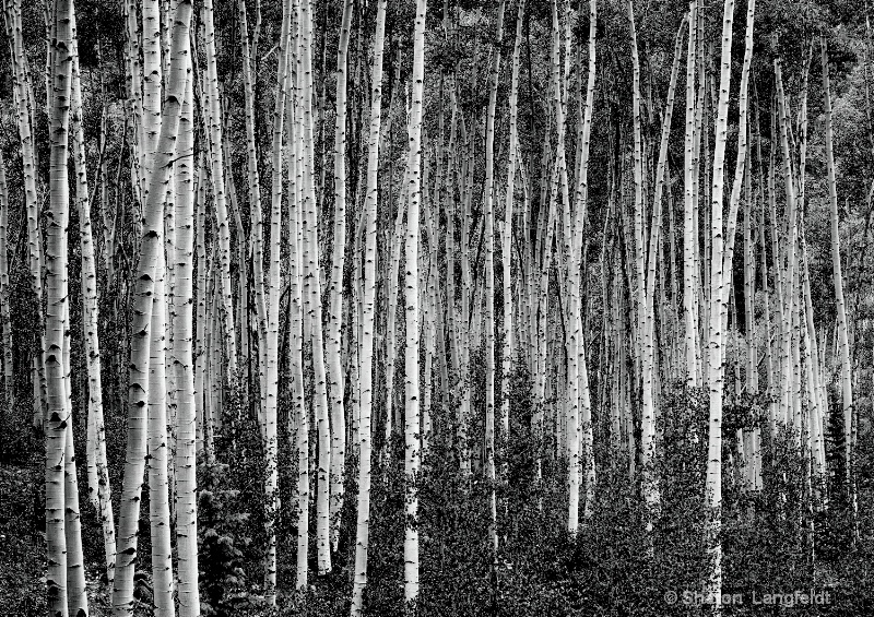 aspen in b w - ID: 14079031 © Sharon L. Langfeldt