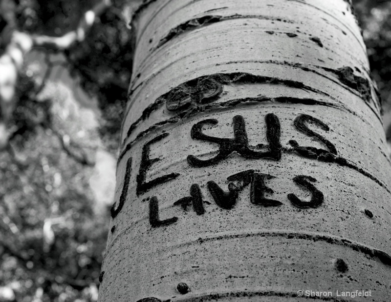 jesuslives b w 3 - ID: 14079039 © Sharon L. Langfeldt