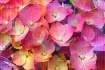 Florals