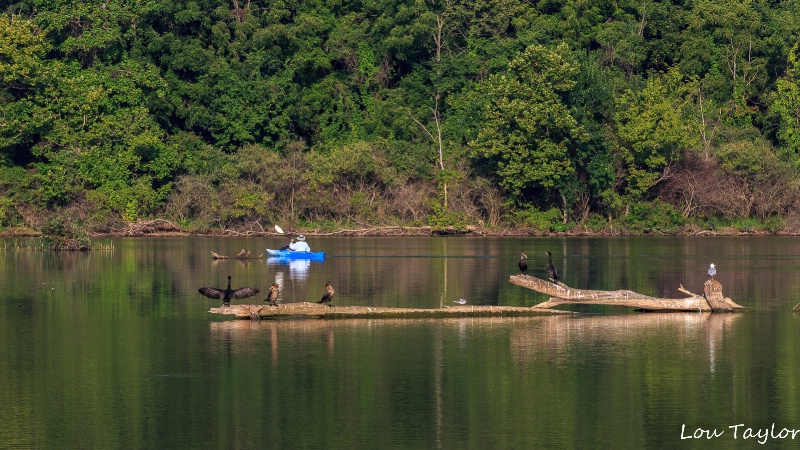 The Blue Kayak