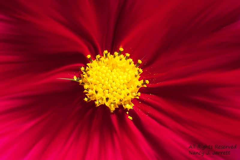 painted flower