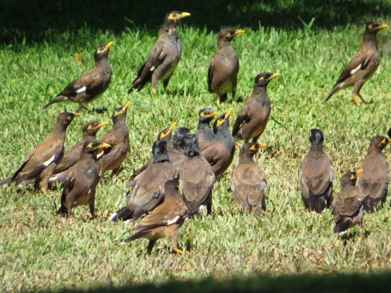 Common Myna Flock - Looking at ??