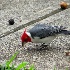 2Red-crested Cardinal - Oahu - ID: 14079464 © John Tubbs