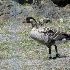 2Nene Goose - Big Island - ID: 14079469 © John Tubbs