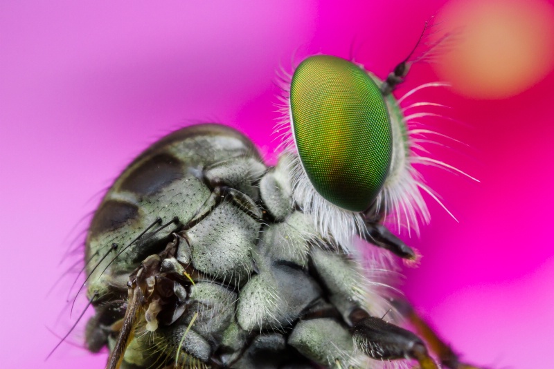 Robberfly eye