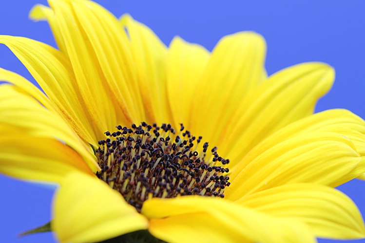 Mini Sunflower #4