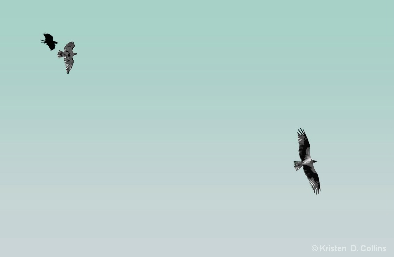 Crow Chasing Osprey Pair