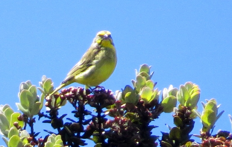Yellow-fronted Canary - Big Island