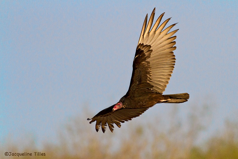 Turkey Vulture in Flight - ID: 14081271 © Jacqueline A. Tilles