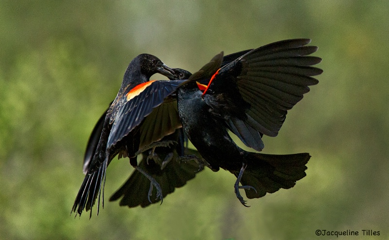 Blackbird Tangle - ID: 14081272 © Jacqueline A. Tilles