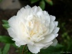 Pristine