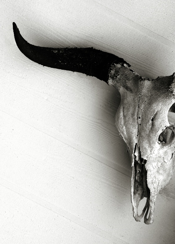 Cow Skull