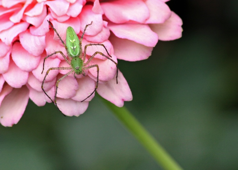 Zinnia and Spider