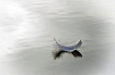 Floating Along
