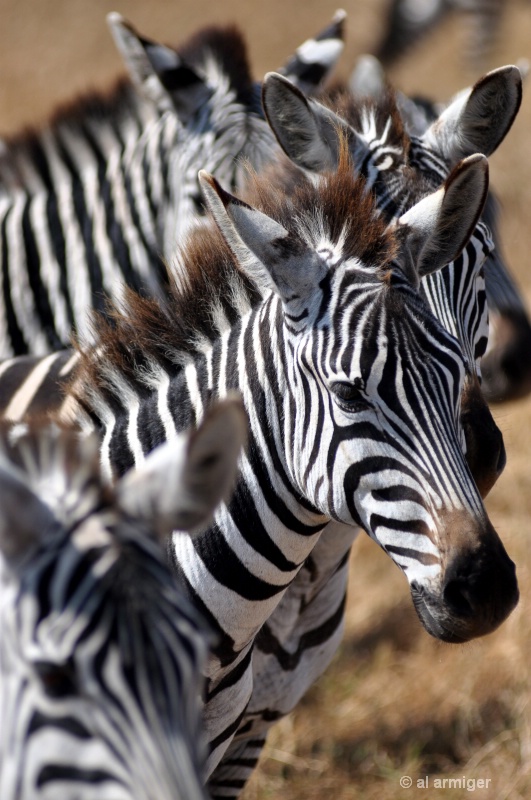 Zebras in Tanzania - ID: 14082197 © al armiger