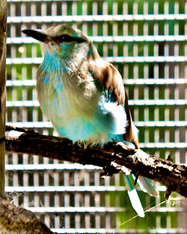 European Roller